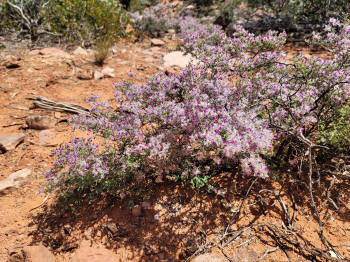 Twin Butte Trail 28