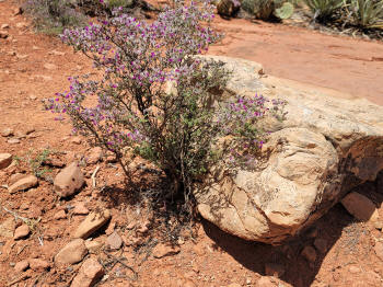 Hog Heaven Trail  48