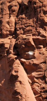Hog Wash Trail Raptor Nest