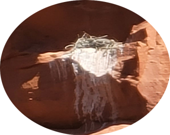Hog Wash Trail Raptor Nest Close Up