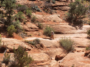 Hog Wash- Hiking North (Clockwise on the Hog Heaven Loop) 50