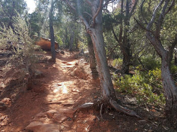Hign on the Hog Trail -- Picture 4
