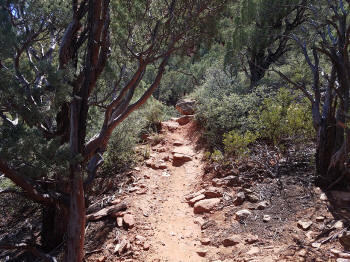 Hign on the Hog Trail -- Picture 6