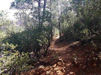 Hign on the Hog Trail -- Picture 7