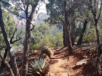 Hign on the Hog Trail -- Picture 9