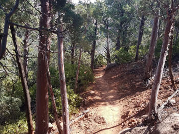 Hign on the Hog Trail -- Picture 11