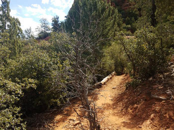 Hog Heaven Trail - Picture 16