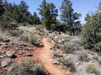Looking forward (North) on the Ridge Trail Overlook