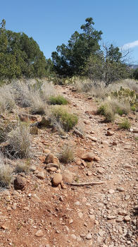Trail continues up the hill