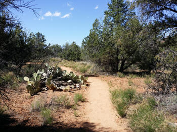 Secret Slick Rock Trail - 3