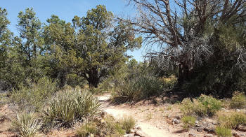 Secret Slick Rock Trail - 4