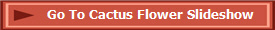 Go To Cactus Flower Slideshow
