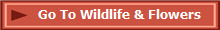 Go To Wildlife & Flowers