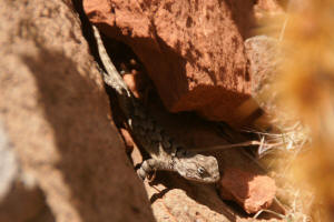 Lizard