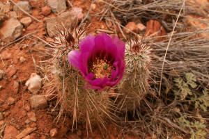 Cactus Flower