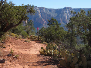 A view to the east down Brewer Trail.