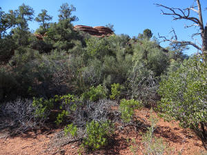Looking up at the West Peak.