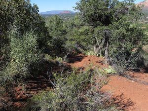 Coconino Loop Trail - Heading Down - 1