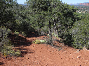 Coconino Loop Trail - Heading Down - Picture 3