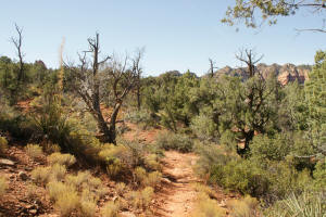 Trail North of Courthouse Butte and Bell Rock
