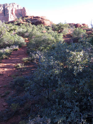 Trail to the top of Northern Bell Rock (Baby Bell)