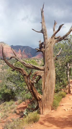 Two Nuns Seen From A Distance - Dead Tree