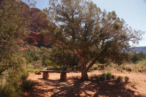Bench under a shade tree
