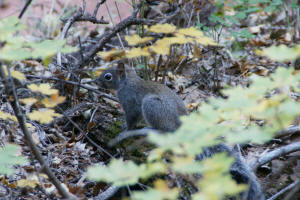 Squirrel