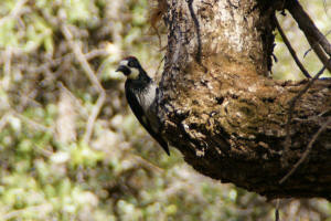 Woodpecker