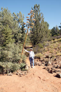 Submarine Rock Trail Exits Wash Area