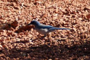 Blue Jay Mystic Trail