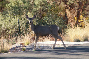 Mule Deer