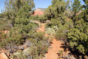 Doe Mountain Top Trail - Returning