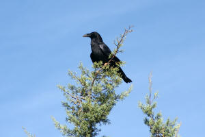 Raven - Fay Canyon