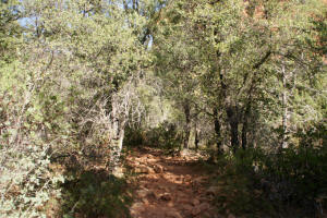 Fay Canyon Deciduous Forest