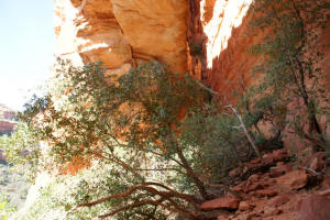 Under Fay Canyon Arch Looking North West