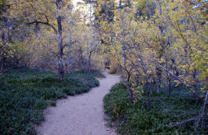 West Fork Trail Start