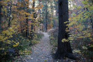 West Fork Trail Wooded Area