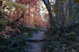 West Fork Trail - Wooded Area