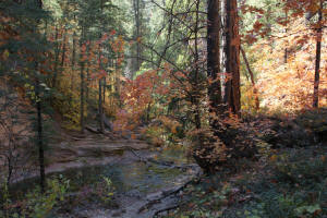 West Fork Trail Wooded Area Looking Upsteam