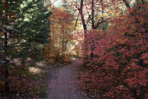 West Fork Trail Wooded Area