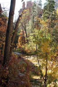 West Fork Trail View Downstream