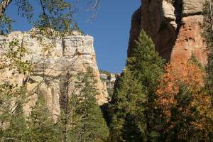 West Fork Trail Cliffs and Red Tree