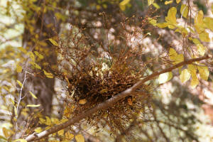 Moss Ball
