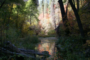 Leafs in Stream