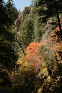 West Fork Trail Woods and Trees