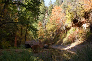West Fork Trail - View Upstream
