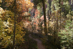 West Fork Trail - Upper Path