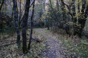 Upper West Fork Trail