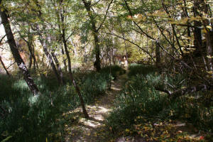 Bamboo Grass